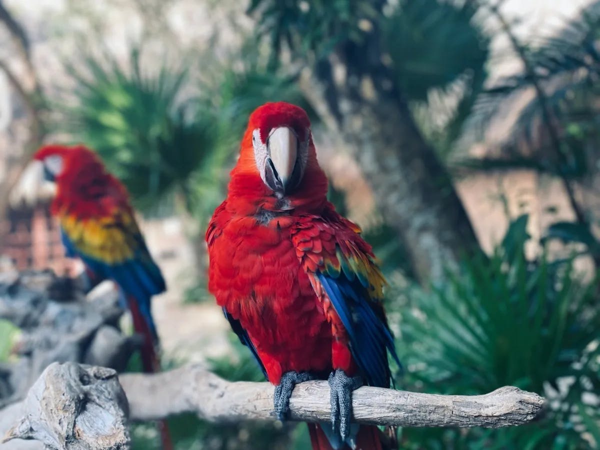 Colorful parrots sitting on a tree branch.