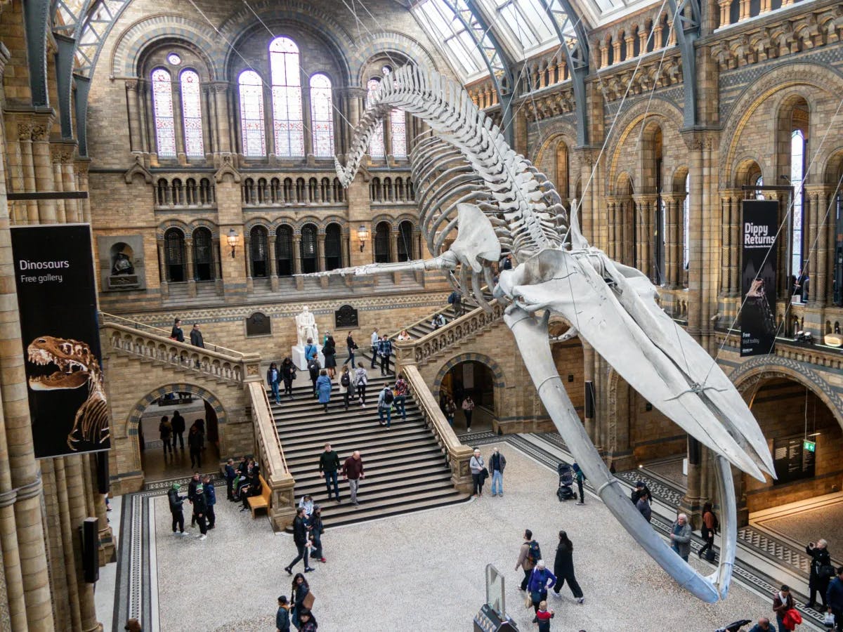 The image shows a large skeleton of a blue whale suspended from the ceiling in the main hall of a museum, with visitors walking around and observing exhibits.