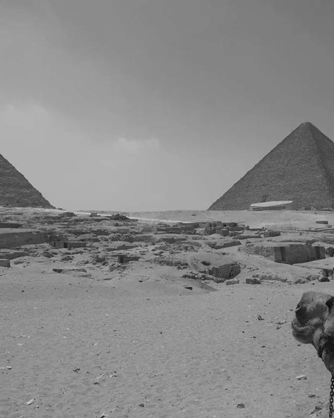 A black and white photo of a camel facing the Giza pyramids in Egypt.