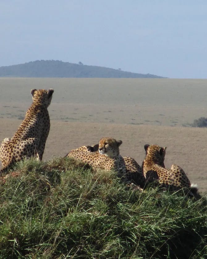 photo of cheetah