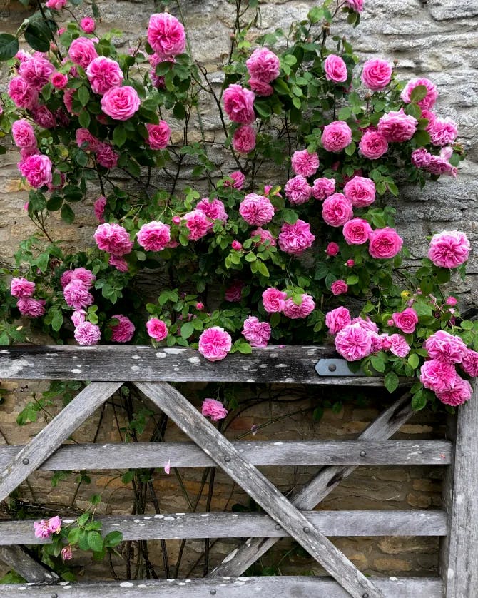 Fresh pink flowers