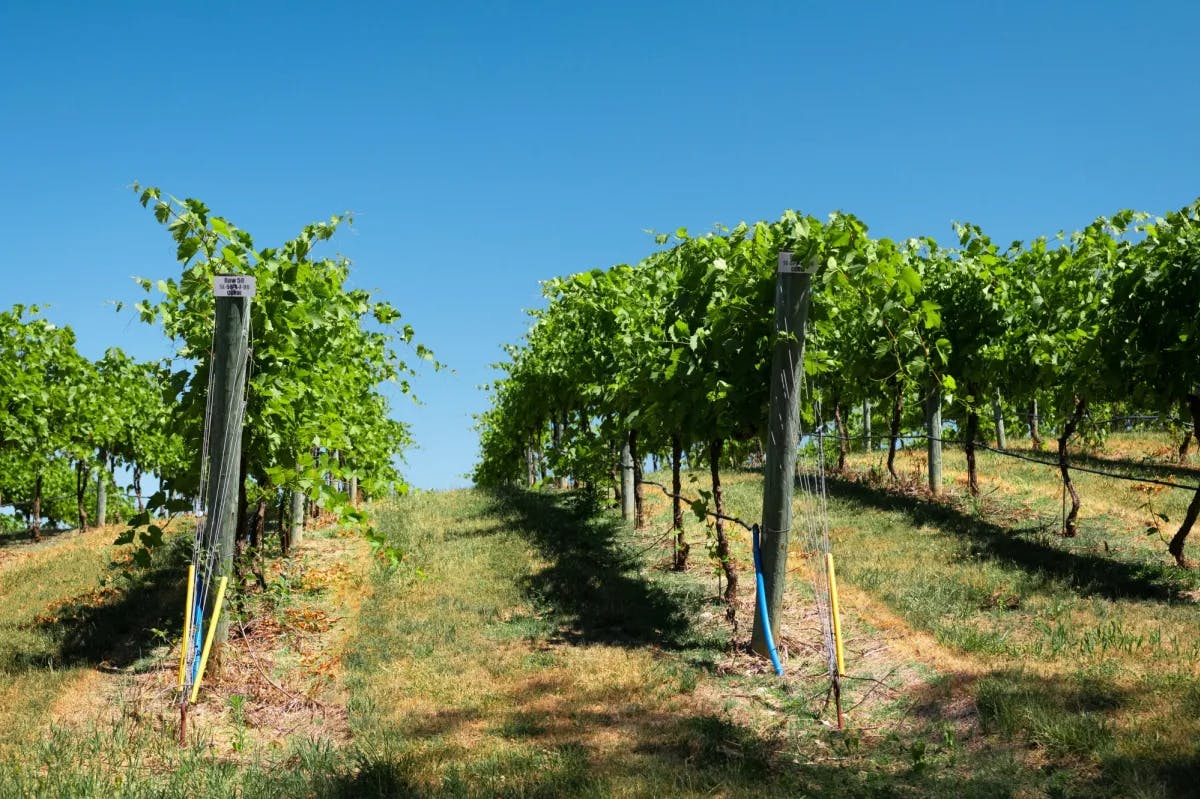 A thriving vineyard under a blue sky.