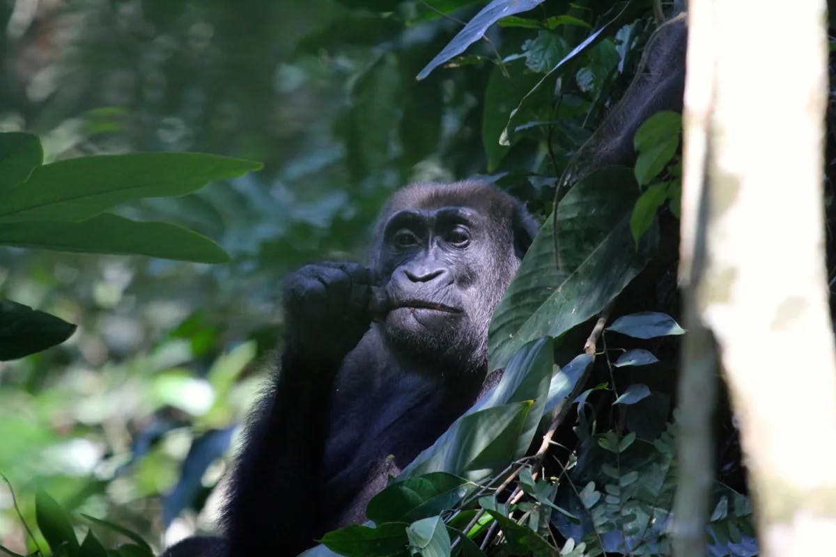 A picture of a gorilla with its arm up sitting sitting in a tree surrounded by lush leaves. 