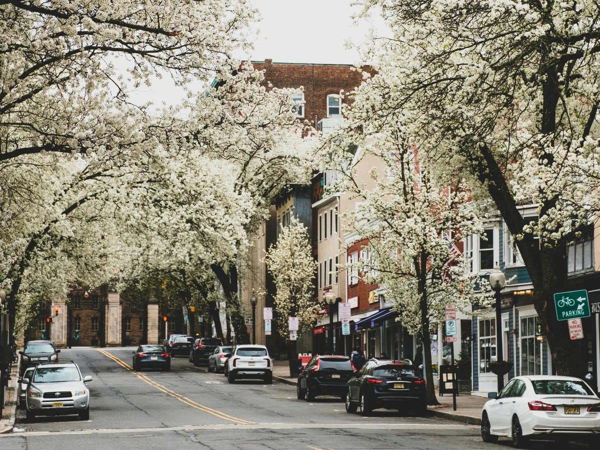 A downtown area with white-flowered trees during the daytime