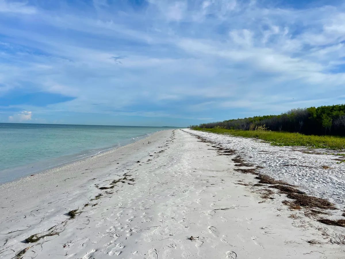 A beach shoreline under trees during the daytime