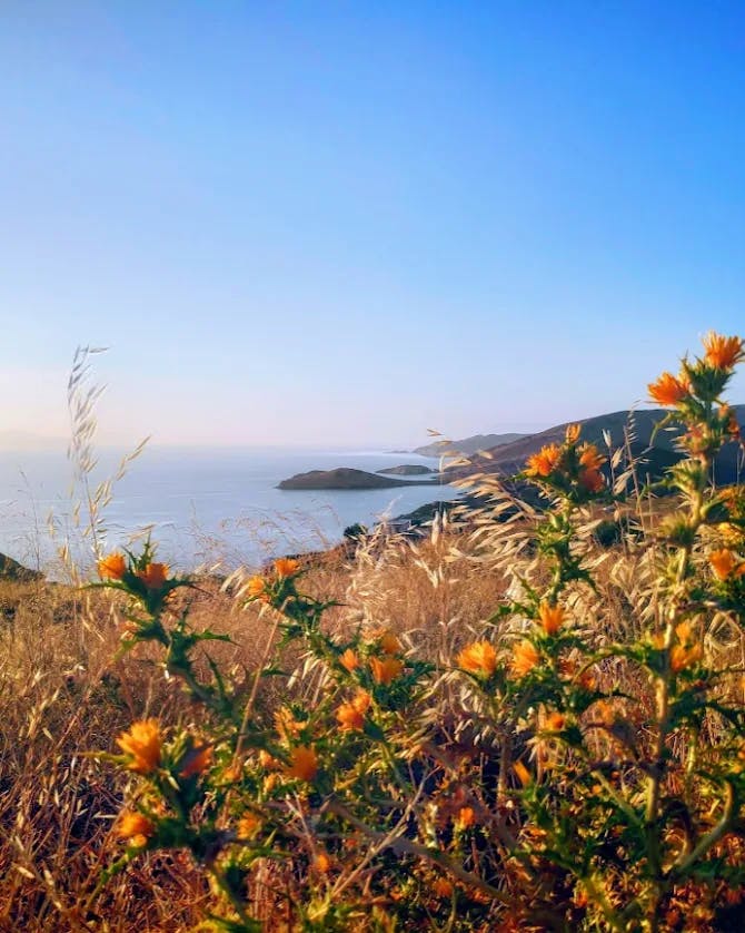 View of sea and seaside flowers