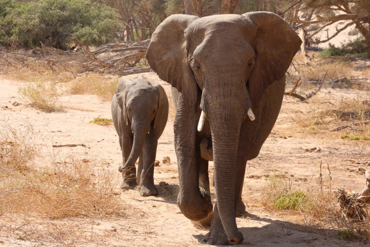 Two elephants walking through a grassy area