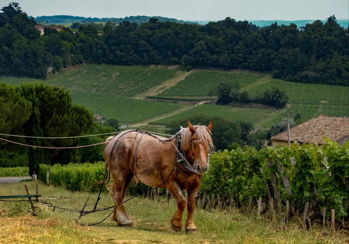 The image captures the tranquil beauty of a vineyard at sunset, with the elegant Chateau Smith Haut Lafitte gracing the background.