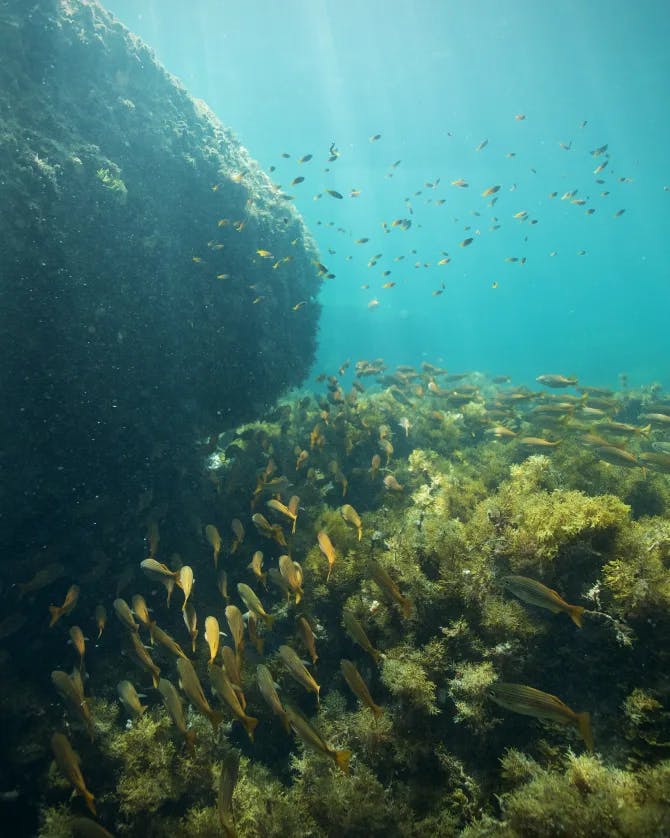 Underwater view