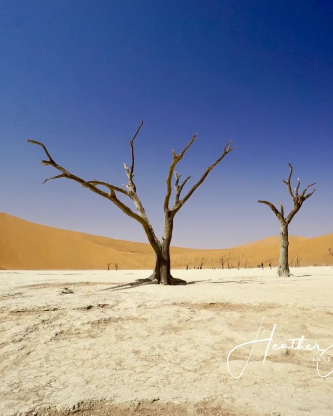 desert trees