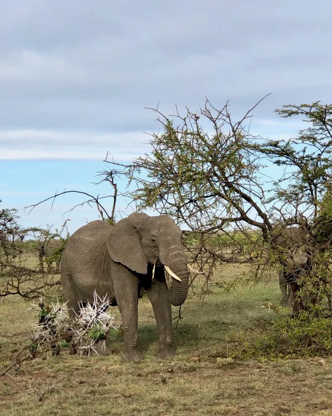 African bush elephant in the wild