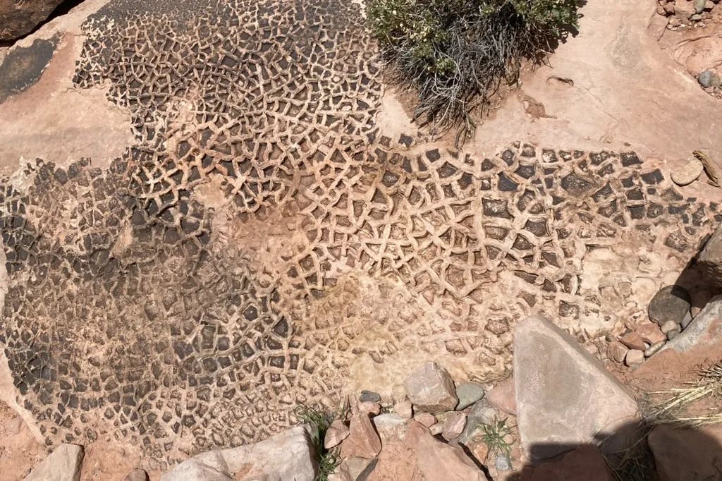 A picture of a petrified coral on a road trail.