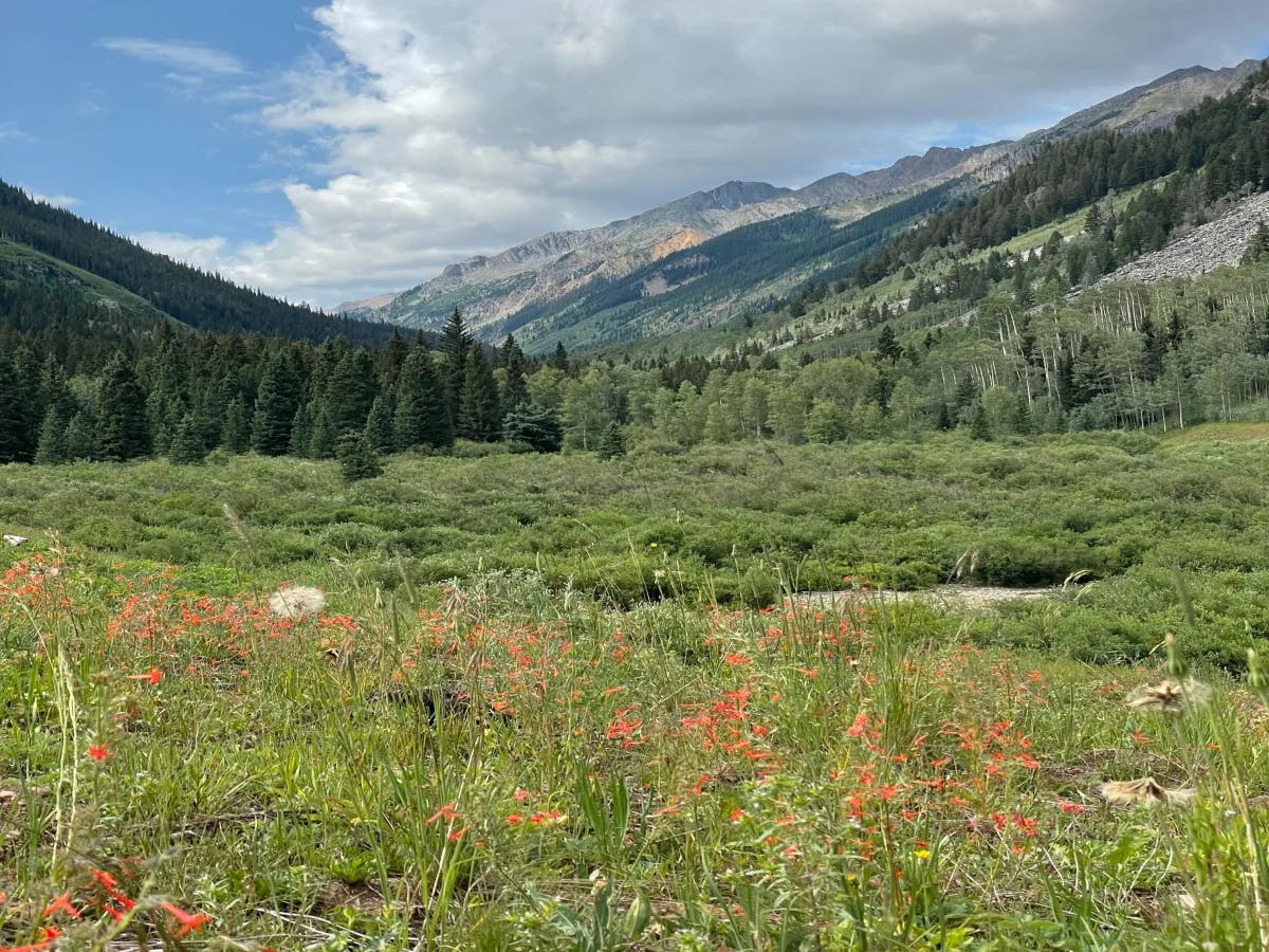 A vibrant landscape with green vegetation and red flowers under a partly cloudy sky.