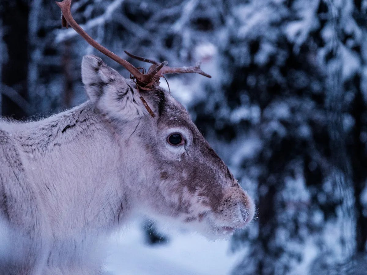 A white reindeer blending into the snowy forest backdrop, showcasing its natural winter camouflage.