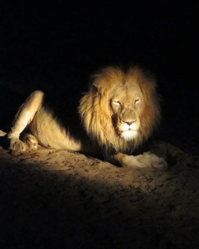 lion photo