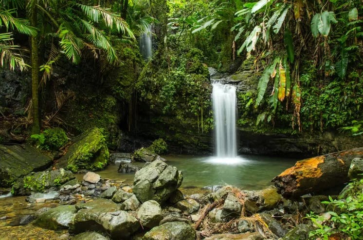  El Yunque National Forest.