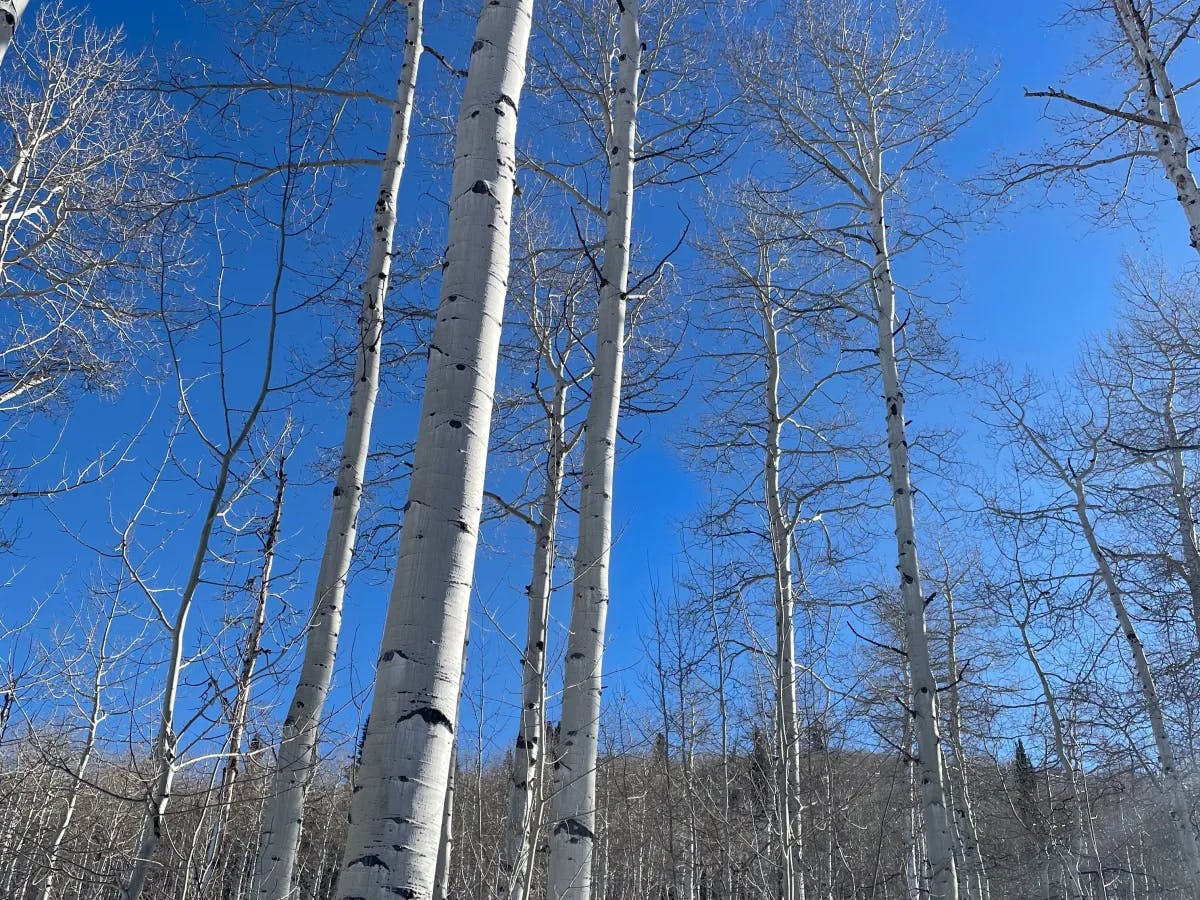 A forest of birch trees against the bright blue sky. 