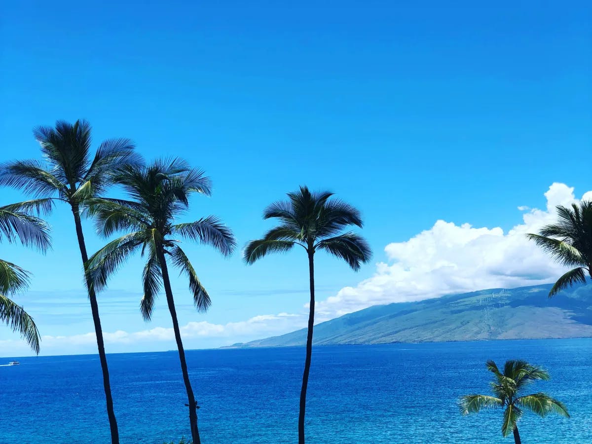 palm-trees-near-beach-maui-travel-guide