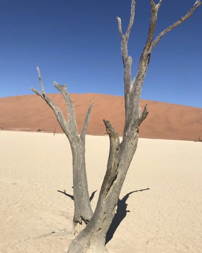 Picture of dead tree in a middle of desert