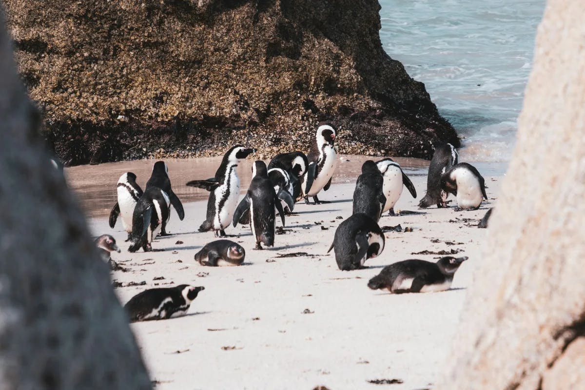 A sight of penguins at Boulders Beach in Simon's Town, Cape Town.