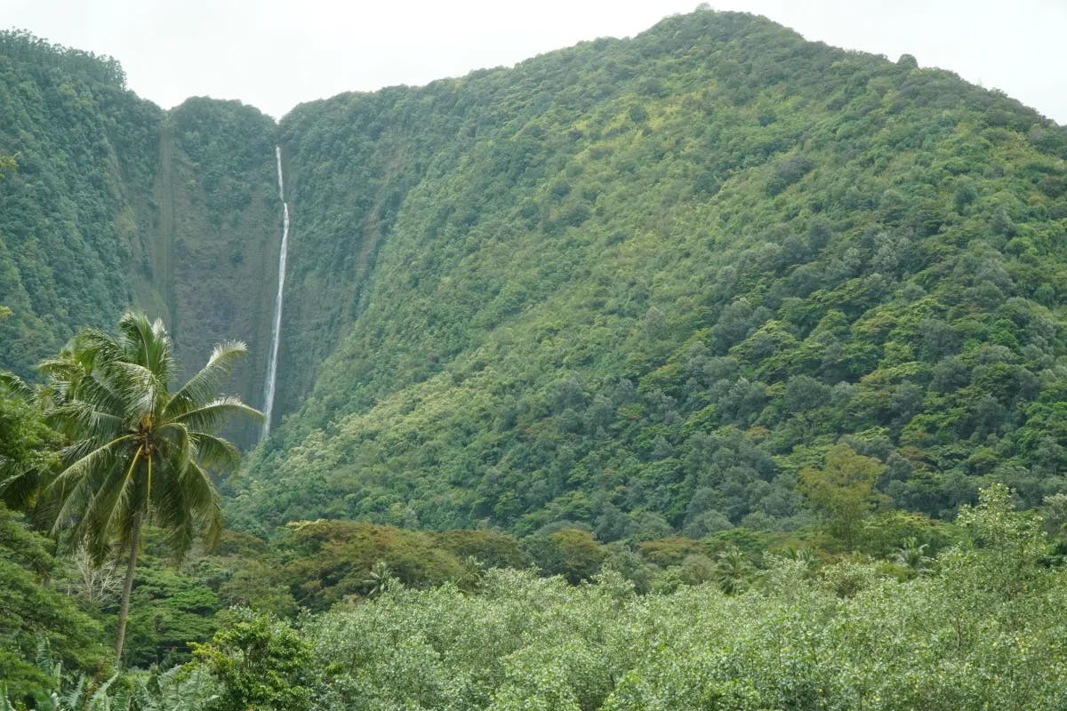 Green hills with a waterfall and palm tree