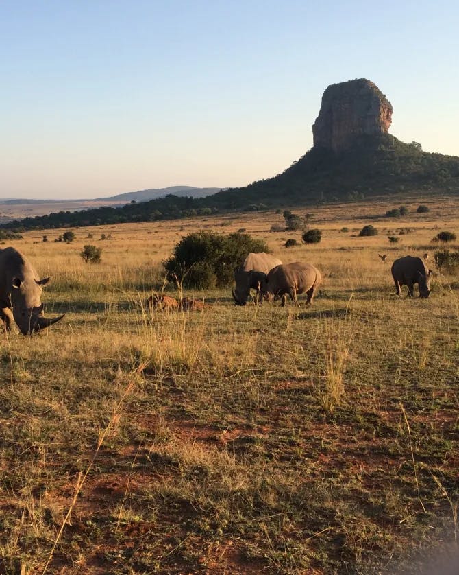 Picture of Rhinos eating grass