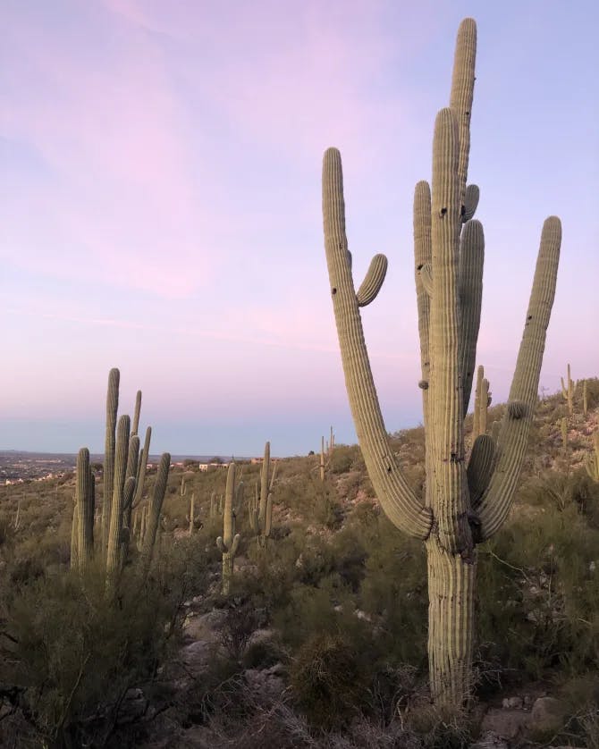 A tall cactus in a desert with a pink and purple sunrise.