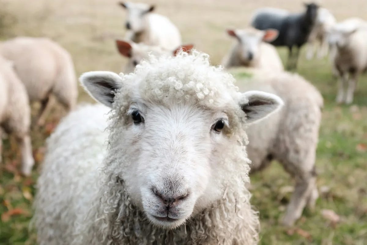 This sheep and other farm animals can be seen at Ferme Auberge la Baume.