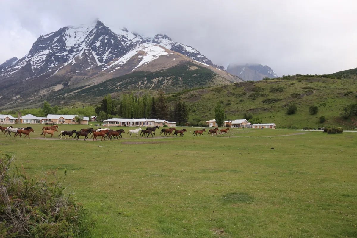 Horses in a green field with snow covered mountains in the distance.