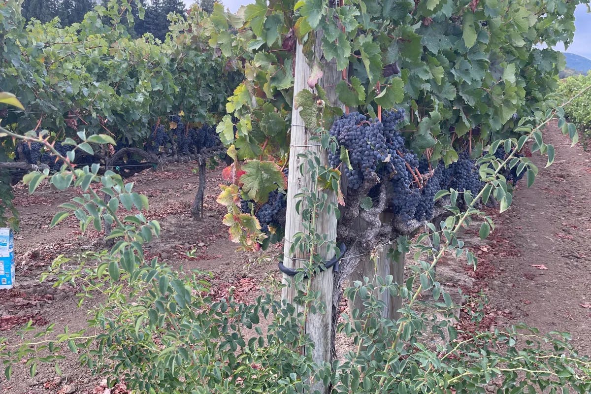 A picture of the wine yard in Sonoma.