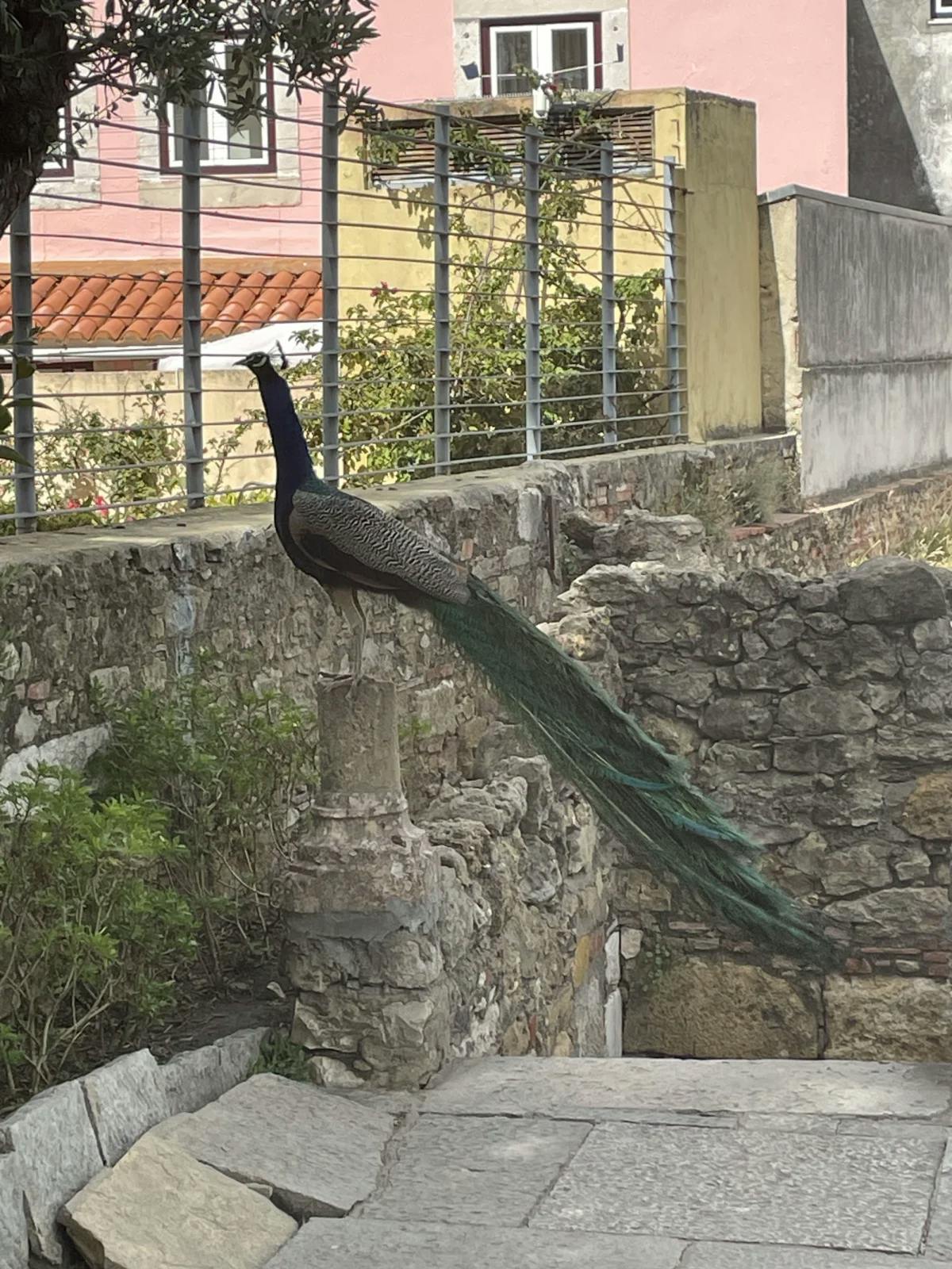 A male peacock, with his luscious, green feathers resembling a mighty tail, perched on a stone wall, looking out beyond the fence of where it's kept.