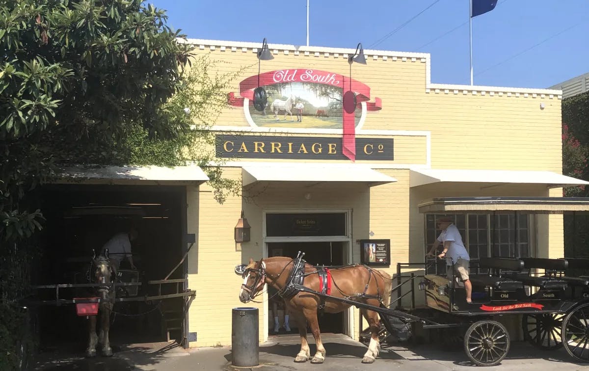 horse in front of Carriage Co. Charleston