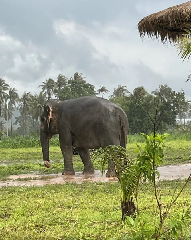 View of a large elephant trekking through a muddy field on a rainy day with palm trees in the distance