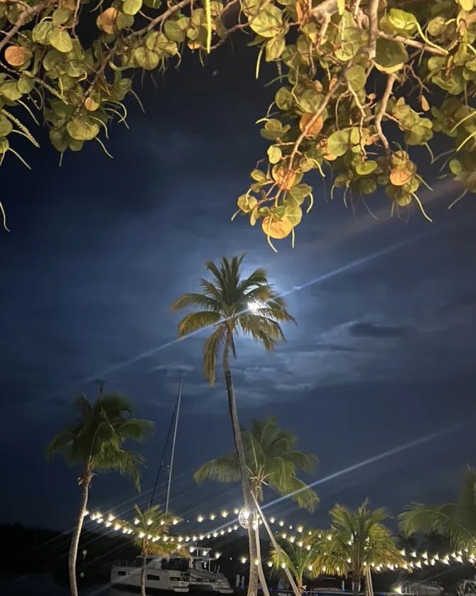 View of a tree in moon's light