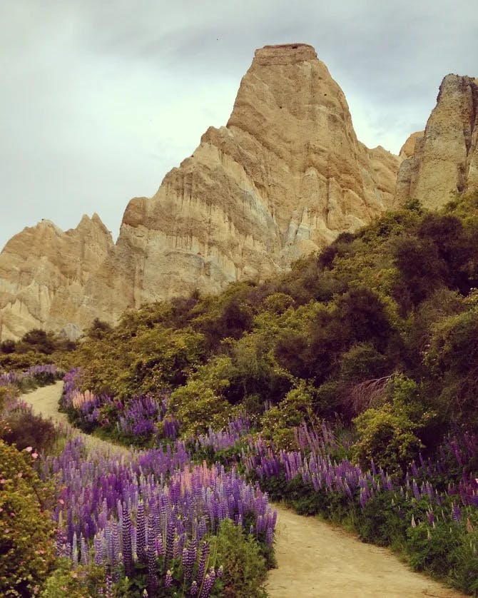 A walking path during the day with purple flowers, beautiful foliage and a mountain range in the distance. 