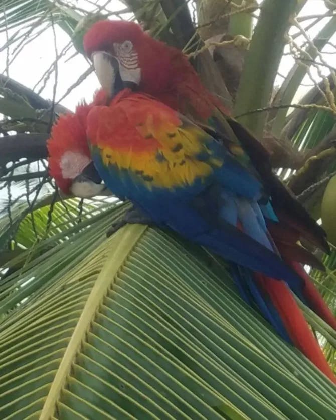 Picture of Parrots in the wild 