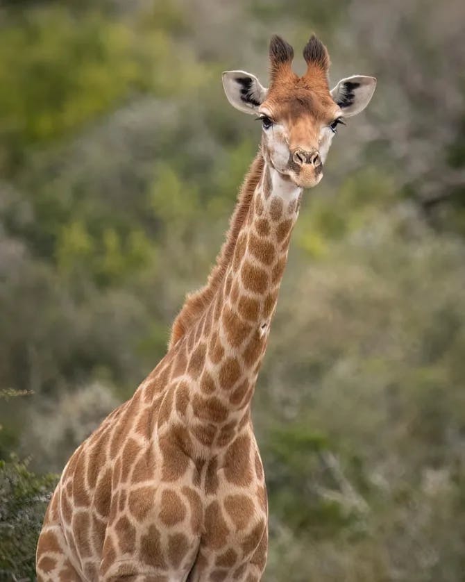 Picture of Giraffe