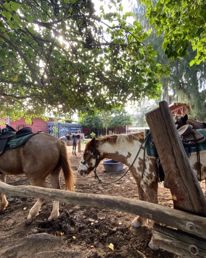 View of horses