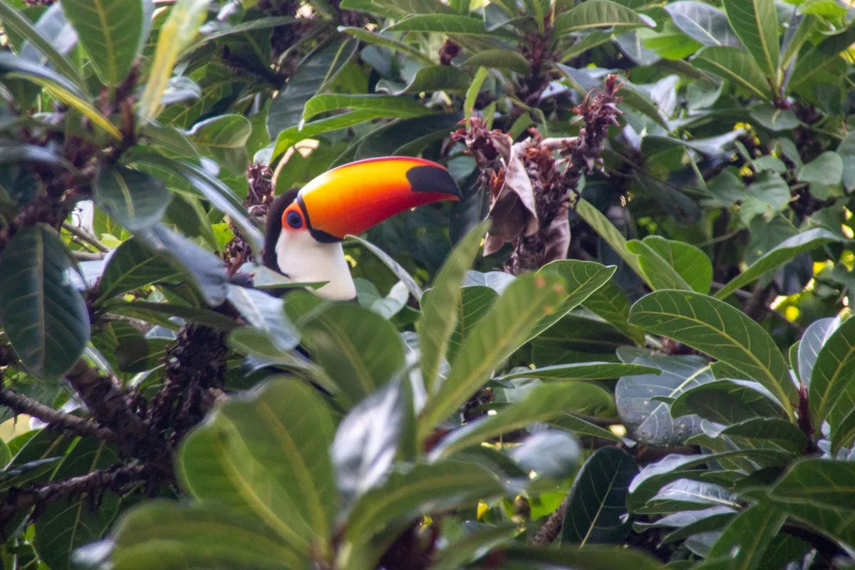 Yellow and red black bird at Tijuca Forest.