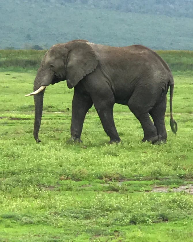 View of an elephant