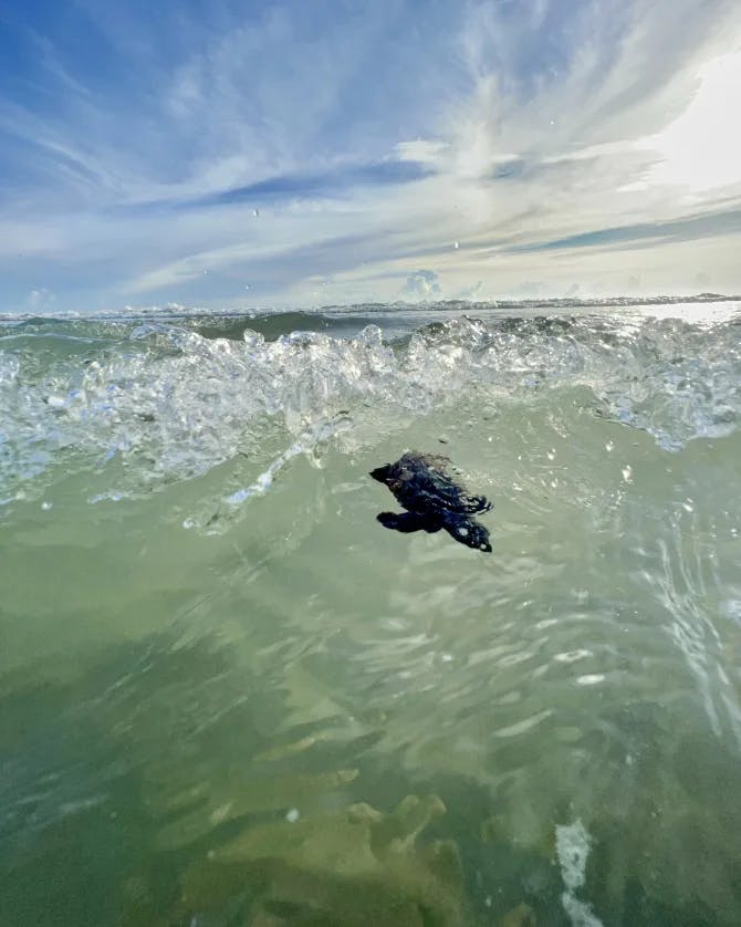 Photo of a turtle swimming in the sea