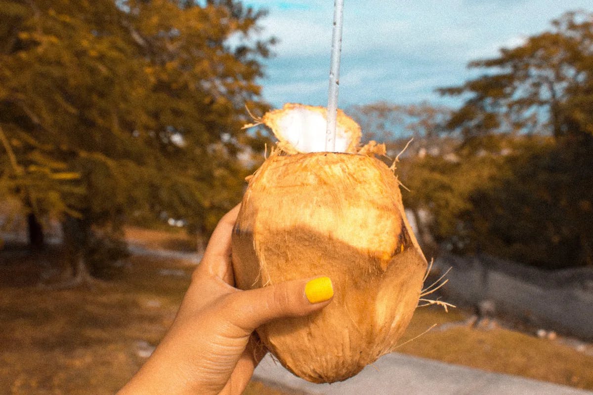 Coconut of Bahamas