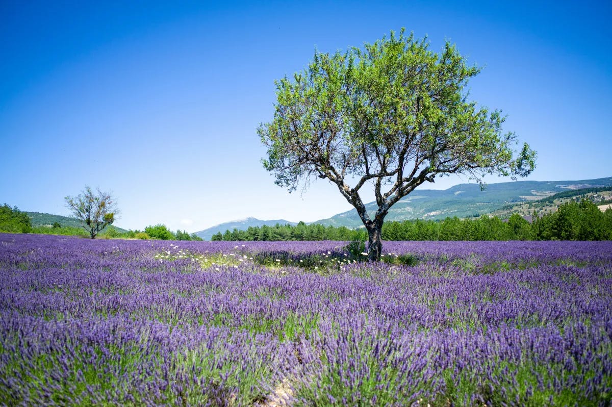 A field of purple flowers with a green tree in the center and hills in the background.