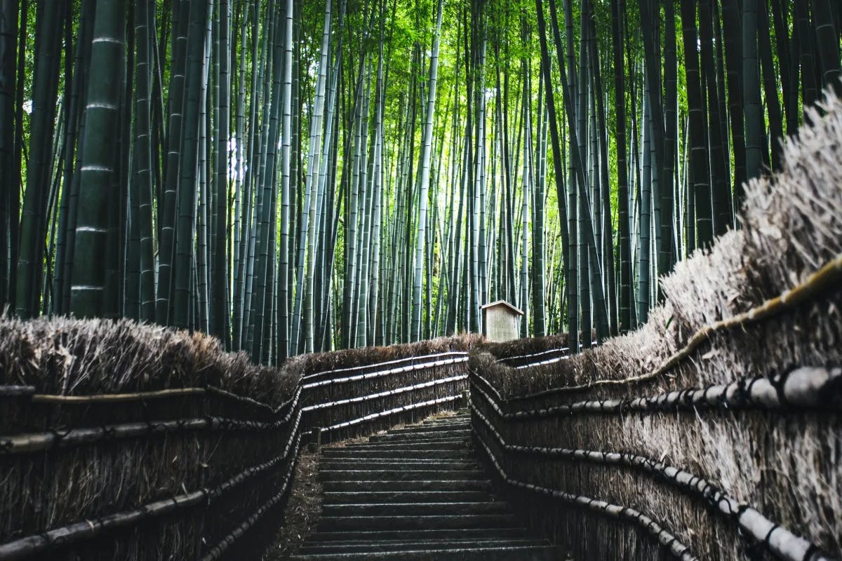 Arashiyama Bamboo Forest is definitely a tourist attraction.