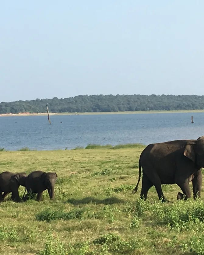 Elephants on a lake side