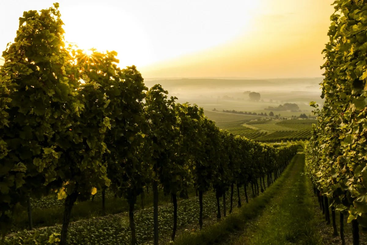 A stunning view of a luscious vineyard with rolling green hills in the background beneath a golden sunset. 