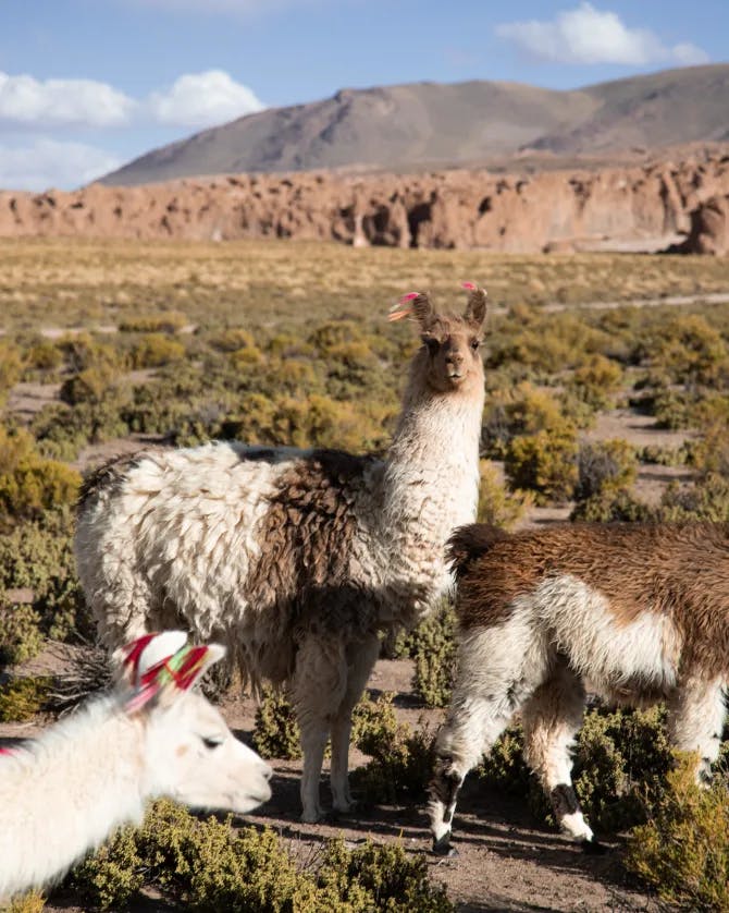 lama in a field