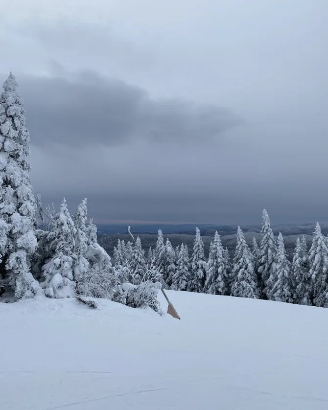 snow covered trees