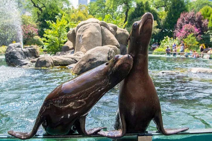 Sea lions in an enclosure