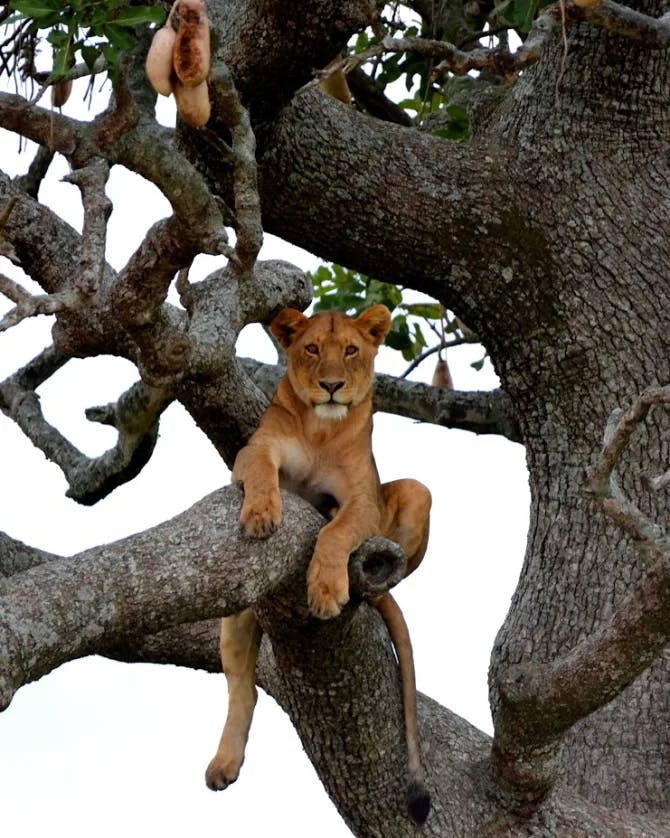 Animal posing on a tree branch